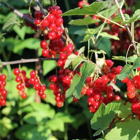 In Boltenhagen Am Sandstrand